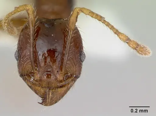 Pheidole vigilans - CASENT0172952