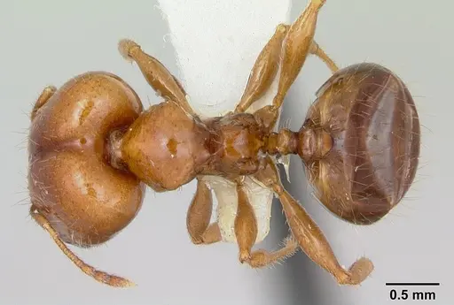 Pheidole vigilans - CASENT0172953