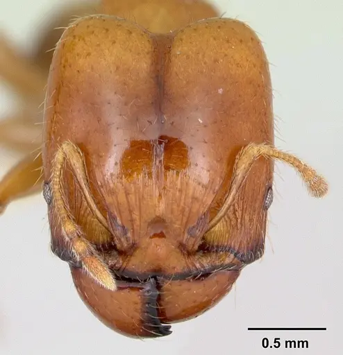 Pheidole vigilans - CASENT0172953