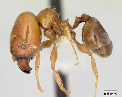 Pheidole vigilans - CASENT0172953