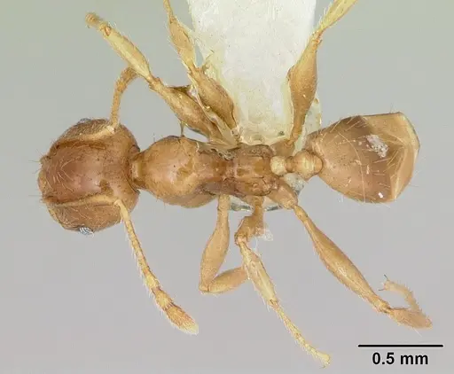 Pheidole vigilans - CASENT0172954