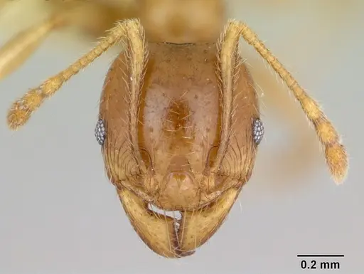 Pheidole vigilans - CASENT0172954