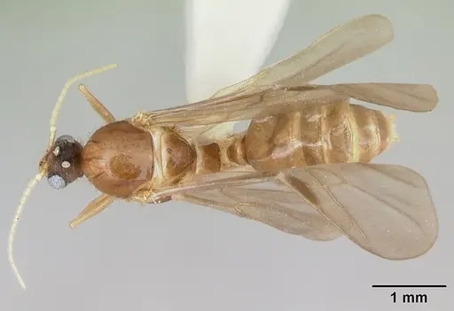 Pheidole vigilans - CASENT0172955