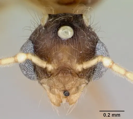 Pheidole vigilans - CASENT0172955