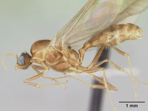 Pheidole vigilans - CASENT0172955