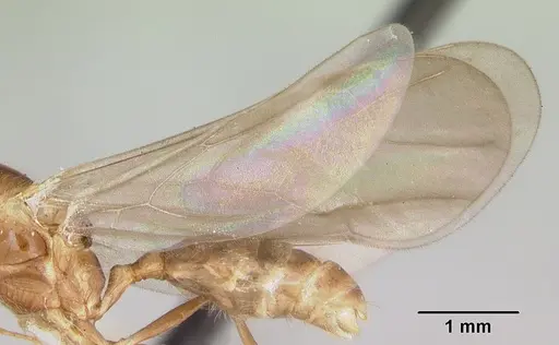 Pheidole vigilans - CASENT0172955