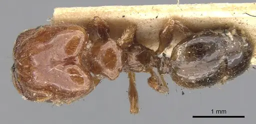 Pheidole vigilans - CASENT0901543