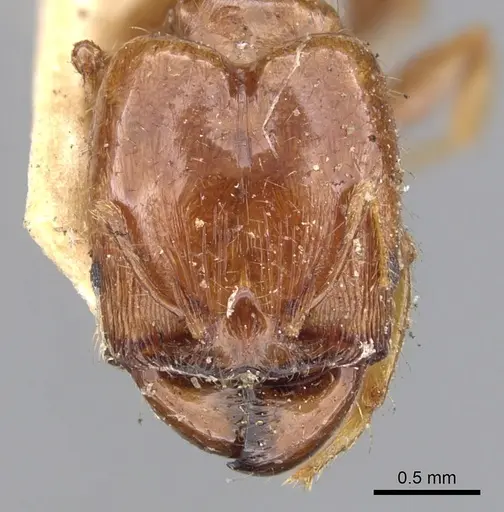 Pheidole vigilans - CASENT0901543