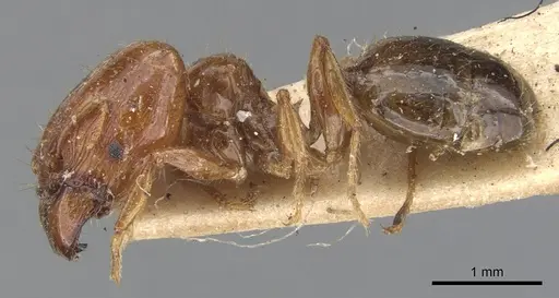 Pheidole vigilans - CASENT0901543