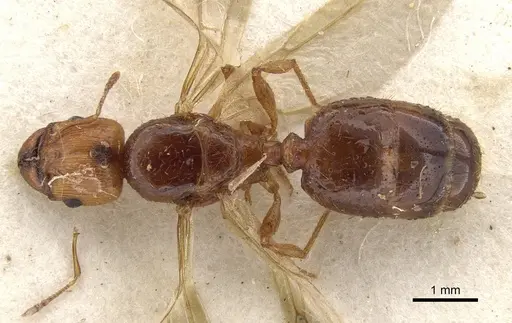 Pheidole vigilans - CASENT0901544