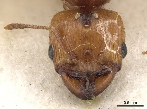 Pheidole vigilans - CASENT0901544