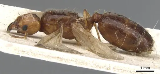 Pheidole vigilans - CASENT0901544