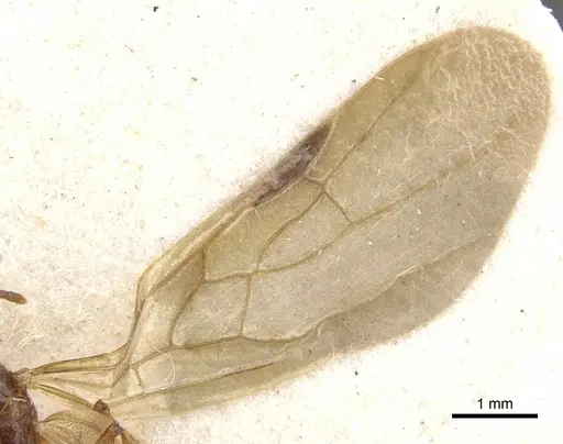 Pheidole vigilans - CASENT0901544