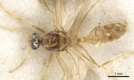 Pheidole vigilans - CASENT0901545