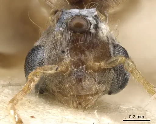 Pheidole vigilans - CASENT0901545