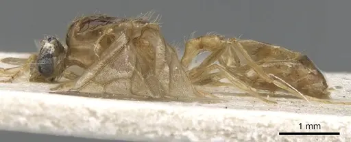 Pheidole vigilans - CASENT0901545