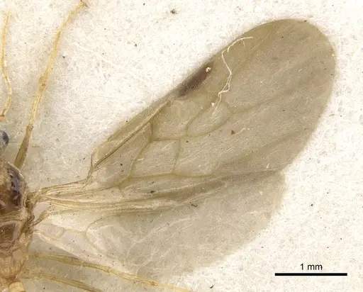 Pheidole vigilans - CASENT0901545