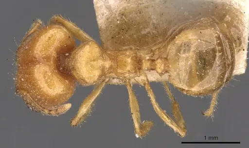 Pheidole vigilans - CASENT0908015
