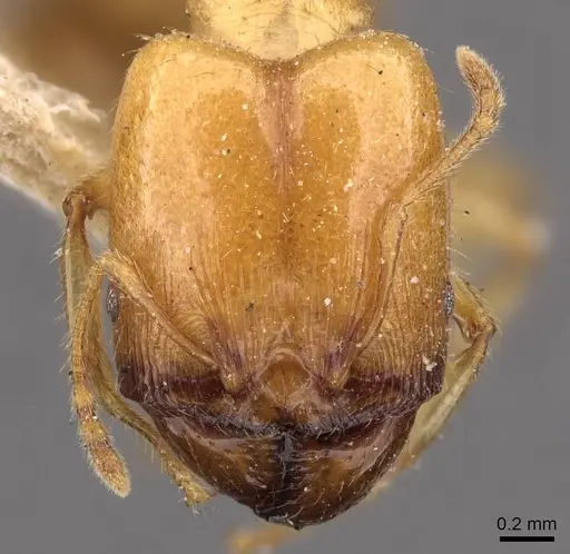 Pheidole vigilans - CASENT0908015