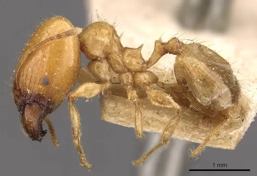 Pheidole vigilans - CASENT0908015