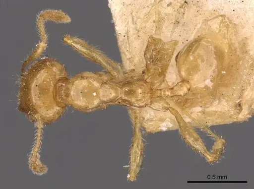 Pheidole vigilans - CASENT0908016