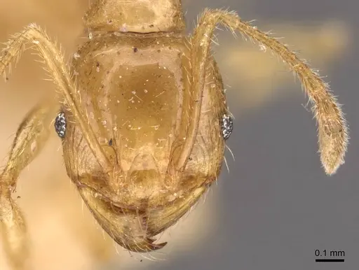Pheidole vigilans - CASENT0908016