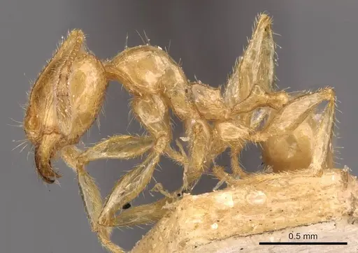 Pheidole vigilans - CASENT0908016