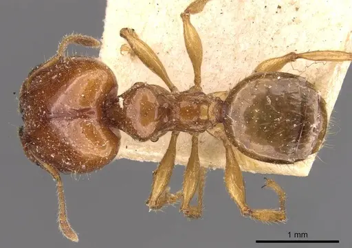 Pheidole vigilans - CASENT0908017