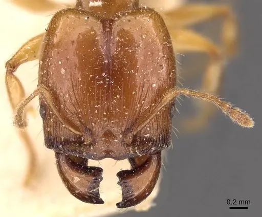 Pheidole vigilans - CASENT0908017