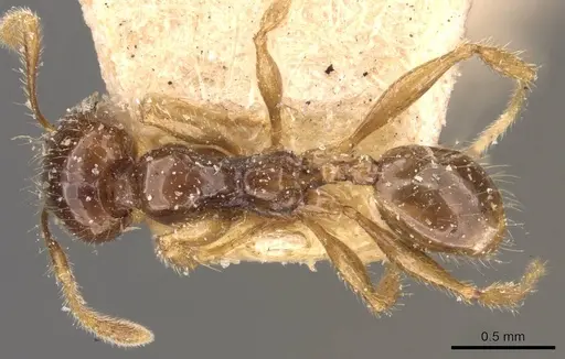 Pheidole vigilans - CASENT0908018
