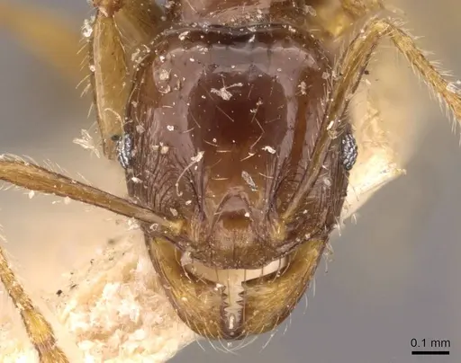 Pheidole vigilans - CASENT0908018