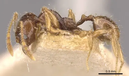 Pheidole vigilans - CASENT0908018