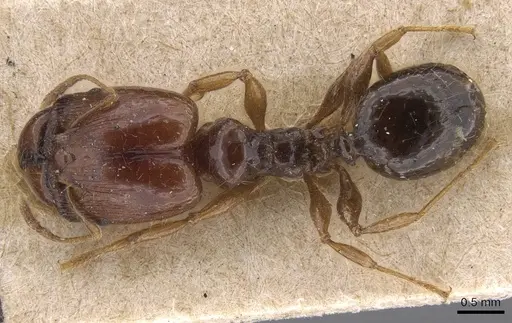 Pheidole vigilans - CASENT0915458