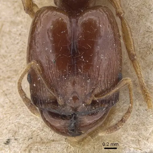 Pheidole vigilans - CASENT0915458