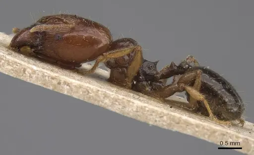 Pheidole vigilans - CASENT0915458