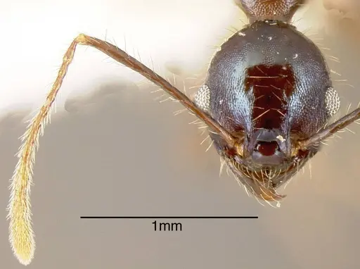 Pheidole violacea specimen