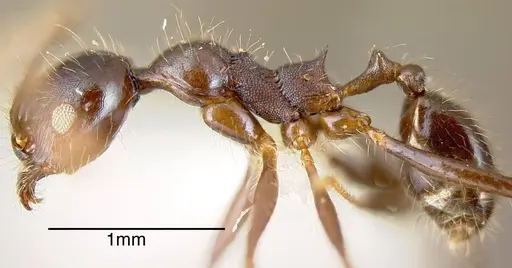 Pheidole violacea specimen