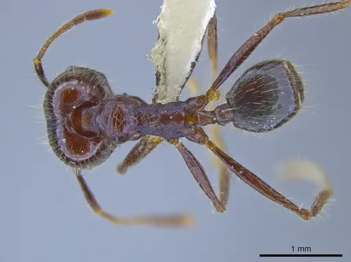 Pheidole violacea - JTLC000001484