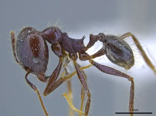 Pheidole violacea - JTLC000001484