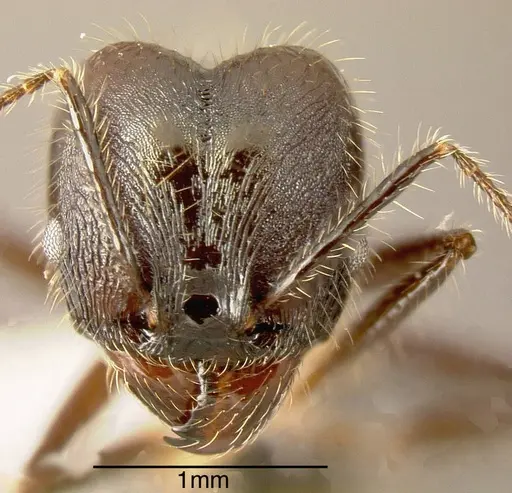 Pheidole violacea - JTLC000001485