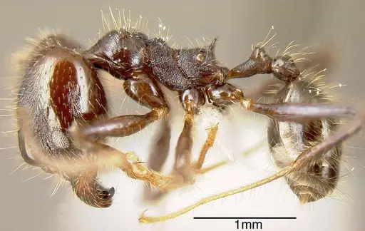Pheidole violacea - JTLC000001485