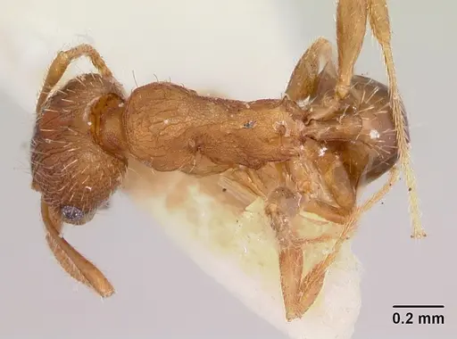 Pheidole virago specimen