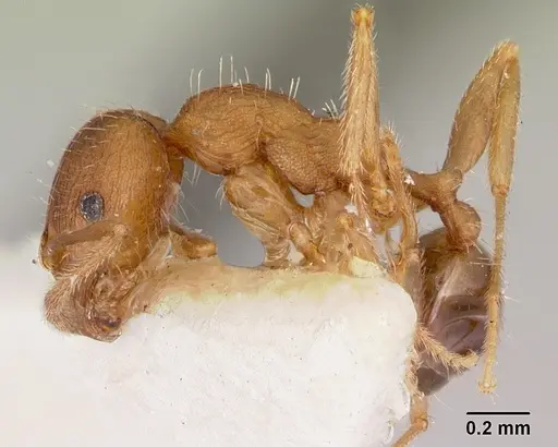Pheidole virago specimen