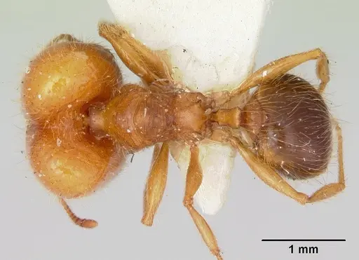 Pheidole virago - CASENT0103484