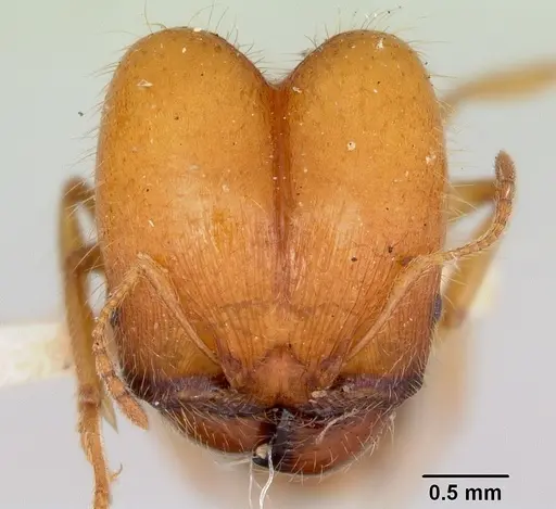 Pheidole virago - CASENT0103484