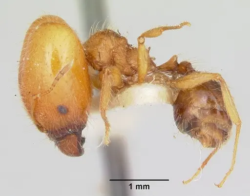 Pheidole virago - CASENT0103484