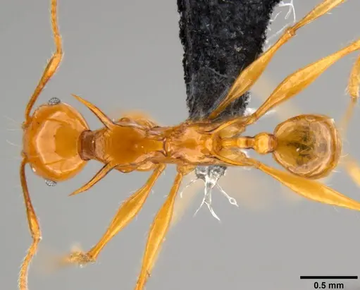 Pheidole viserion specimen