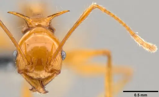 Pheidole viserion specimen