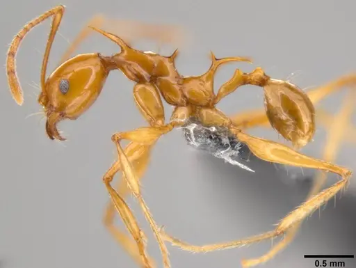 Pheidole viserion specimen
