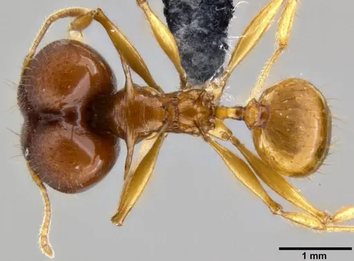 Pheidole viserion - CASENT0219462